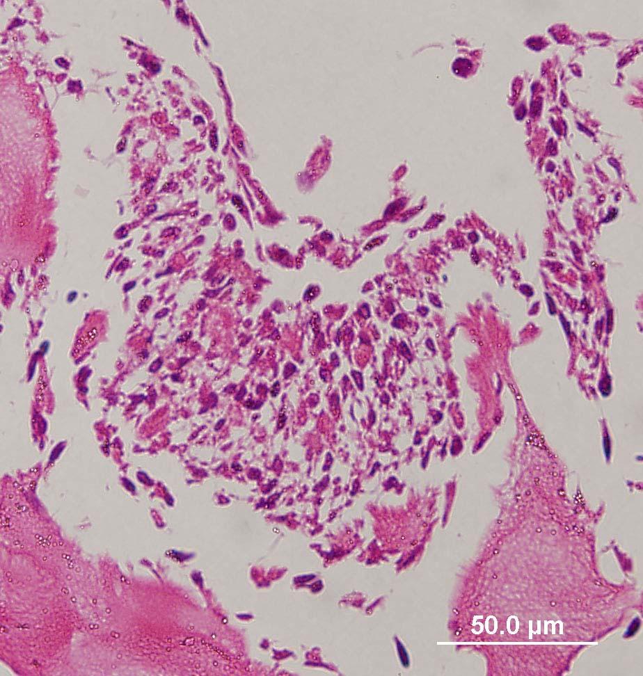 Figure 5.11 Histology of VSM strips. Histological cross-section of VSM strip stained with Harris s hematoxylin and eosin.