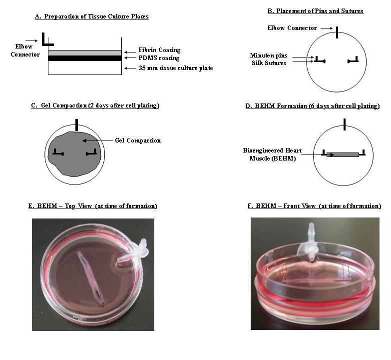 Figure 6.2 Methodology for BEHM Fabrication (A) Preparation of the Tissue Culture Plates 35 mm plates were coated with PDMS and then with fibrin.