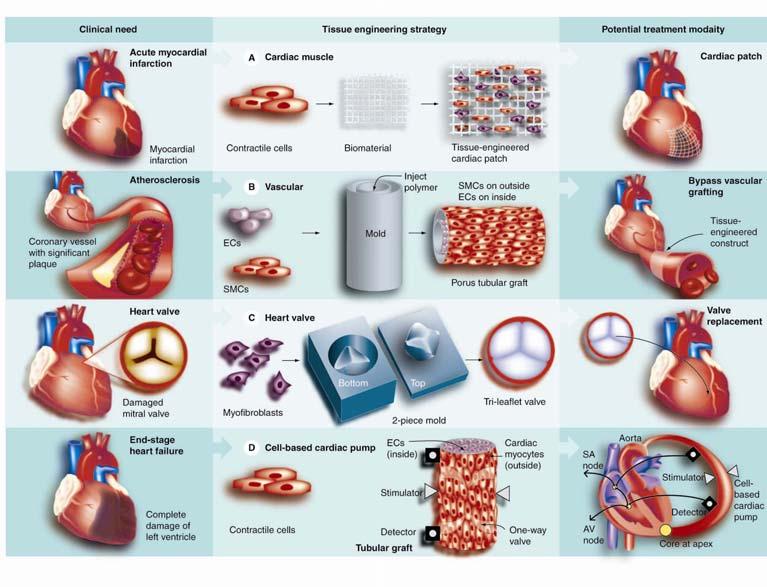 Figure 2.3 Functional Cardio-Vascular Tissue Engineering at a Glance.