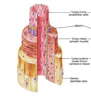 Figure 3.3 Functional Anatomy of an Artery A normal artery is composed of three layers, the tunica intima, tunica media, and adventitia.