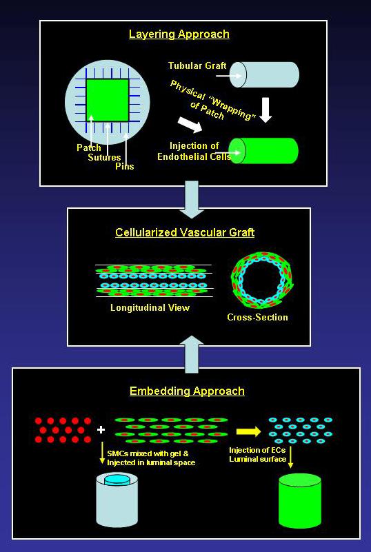 Figure 3.6 Cellularization Strategies For the layering approach, cell sheets are fabricated with smooth muscle cells (SMCs) and physically wrapped around the periphery of tubular conduits.