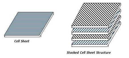 Figure 3: Cell sheets can be stacked to form multilayered constructs with controlled anisotropic mechanical properties.