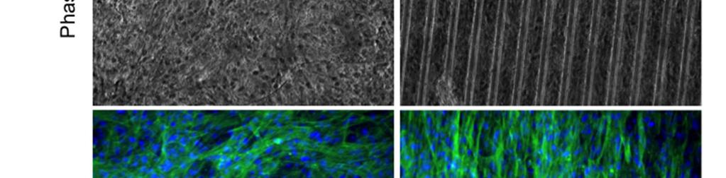 muscle cell sheets grown on non-patterned