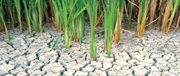 agricultural production in marginal areas new crops with greater tolerance of drought and extreme temperatures Climate change Increase tolerance of plants to climatic