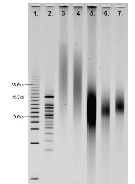 1. Bio-Rad CHEF 5kb Ladder 2. Bio-Rad CHEF 8-48kb Ladder 3. Genomic DNA 4. Genomic DNA 5. 50 kb Shear on Megaruptor 6. 50 kb Shear Size Selected at 20 kb using Blue Pippin system 7.