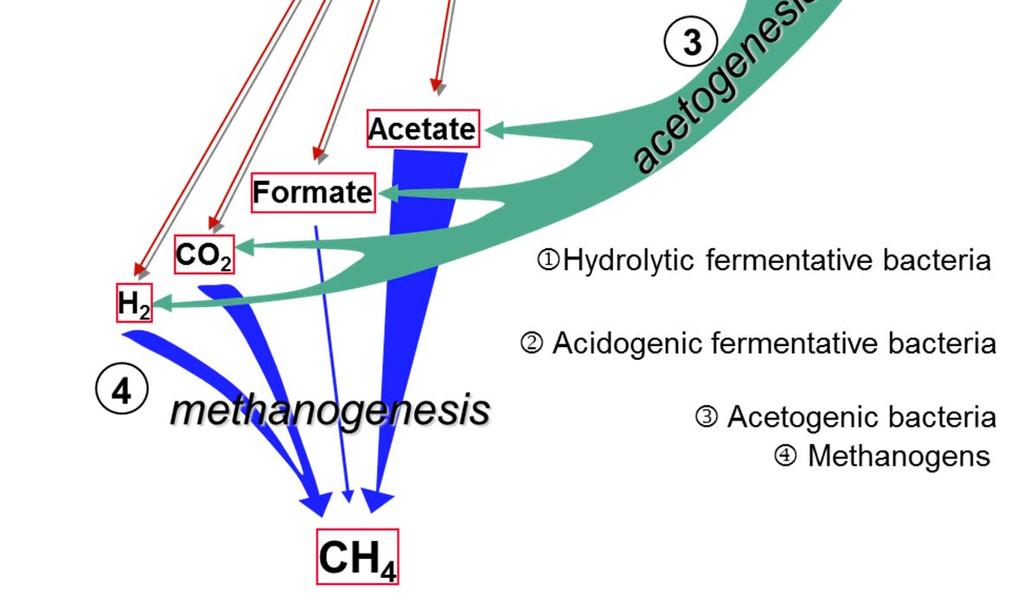 This study we stop at acidogenesis Accumulation of C2-C4