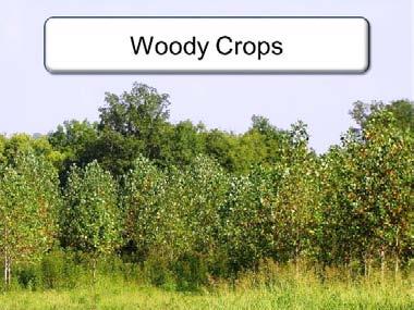 Slide 18 Woody crops are harvestable year-round, they have a low ash content and consistent energy and sugar content. They are also perennial (i.e. low inputs).