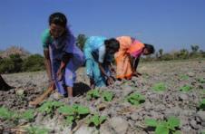 Slide 6 6 and 7 Agriculture These women are cultivating the earth in Anantapur.
