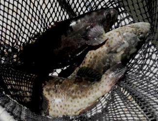 Gold-spot (Epinephelus coioides) Currently stocked in cages within ponds. FCR ~1.