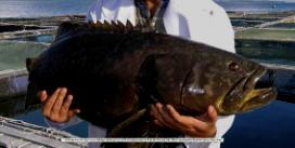 Atlantic salmon Southern Bluefin Tuna Barramundi QLD (>80%), NT, NSW, WA, SA