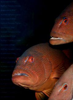 7 Tropical Marine Finfish Species Project Focus Epinephelus coioides Gold spot