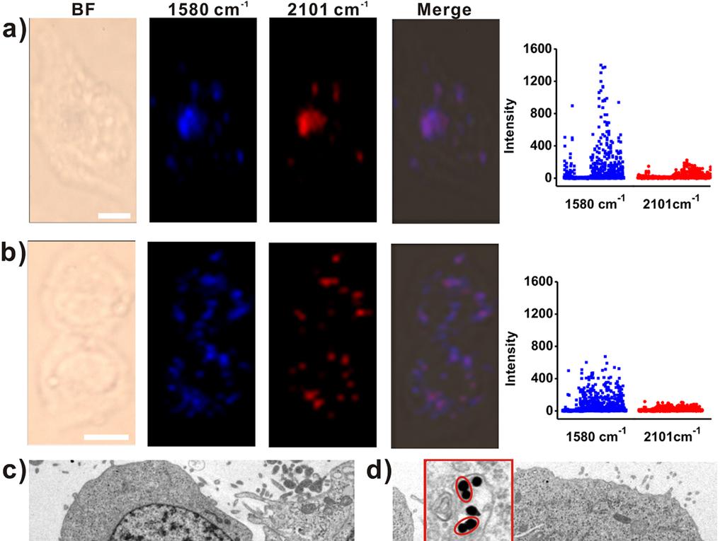 Figure S24. Comparison of SERS imaging of mir-21 in living MCF-7 cell using the dimer probes and uncontrolled aggregates.