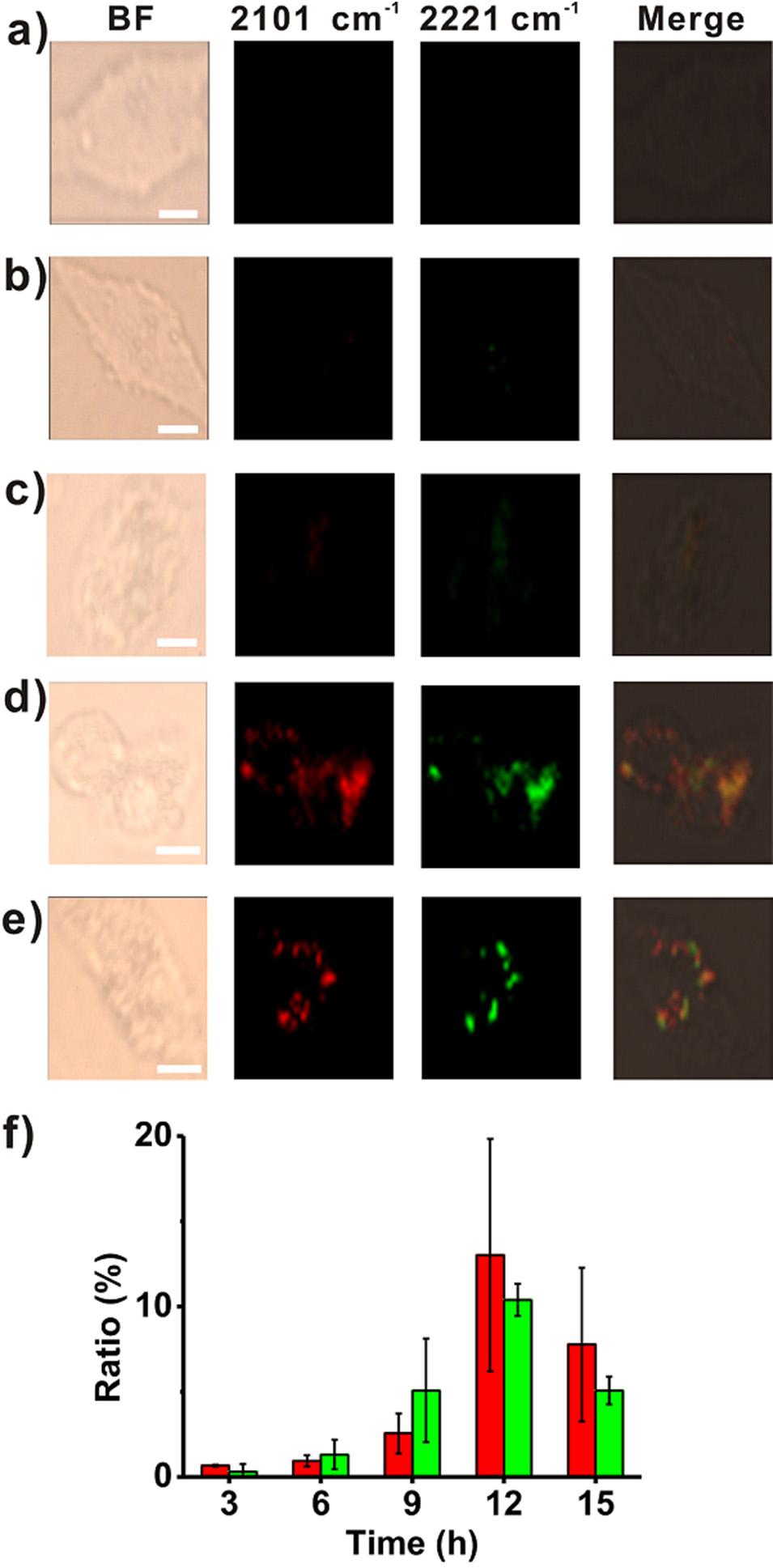 Figure S25. Multiplexed imaging of mir-21 and mir-155 in living cells at various incubation time.