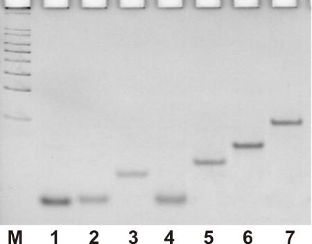 Supplementary Figures Figure S1. Native polyacrylamide gel electrophoresis (PAGE) image for the hybridization products of the LNA sequences to target mir-21.