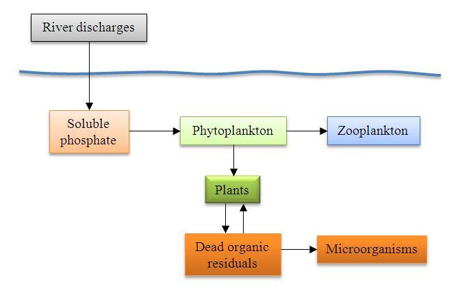The phosphate cycle The