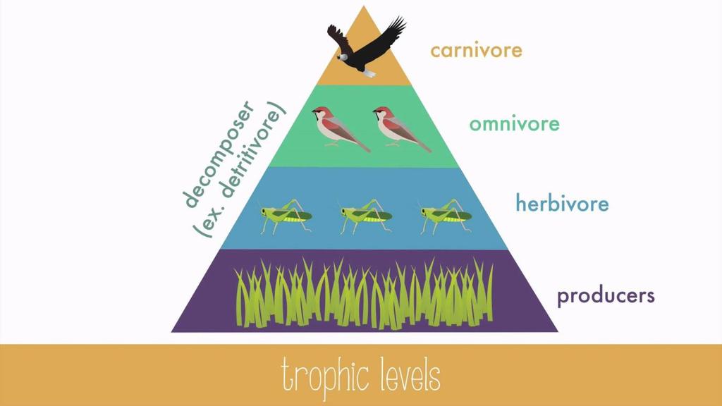 Autotrophs make up the first trophic level in all ecosystems and heterotrophs make up the remaining levels.