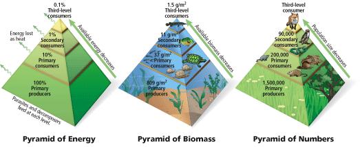 An ecology pyramid is a diagram that