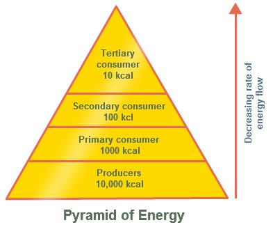 Pyramid of Energy Each level represents the amount of energy that is