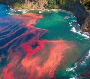 Biological Challenges Red Tide: an important