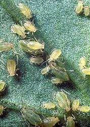 Green Peach Aphid Occurrence Winged aphids infest July/August Multiple generations of wingless forms Damage Heavy