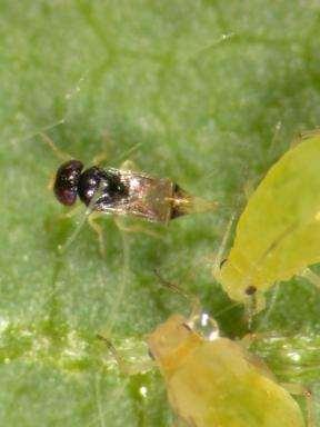 Green Peach Aphid Control Cultural Early planting Limit quick release fertilizers Biological Effective Predators and
