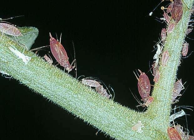 Aphids Soft-bodied insects Wings