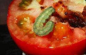 Tomato Fruitworm Damage Early larva Occurrence 2 nd