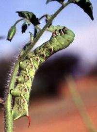 Tomato hornworm: Damage & Control Occurrence Overwinters as
