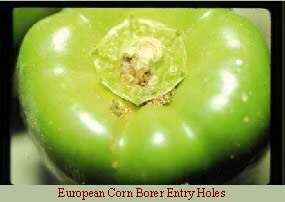 European corn borer Occurrence Overwinters as larva in corn