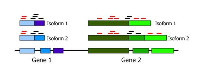 Alternative Splicing 13 Next-Gen Sequencing (NGS) Long RNAs are first converted into