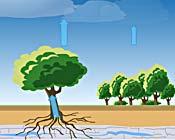 Transpiration - the ability of living plants to transfer water from their roots to their leaves where it escapes