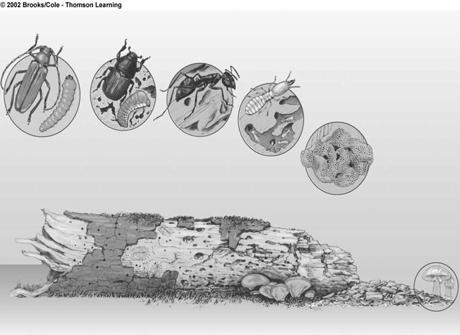 Detritus feeders The Biotic Components of Ecosystems Long-horned beetle holes Bark beetle engraving Carpenter
