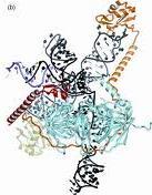 Before HGP known RNA genes Ribosomal RNA - rrna