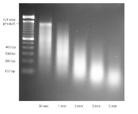 Continue incubation at 15 C. Take 10 µl aliquotes after 30 seconds, 1, 2, 3 and 5 minutes and immediately mix them with 10 µl 0.1 M EDTA to stop digestion. Run digestion products on 2% agarose gel.