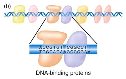 Recombinant DNA technology Active growth since the mid-1970s Genetic engineering applies recombinant DNA technology to
