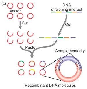 level Made possible by: ability of single-stranded polynucleotides to base pair with their complement ability of proteins