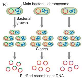 DNA molecule: cloning Generating recombinant DNA (1) DNA sources genomic DNA from chromosomes usually too large to clone