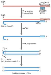 Generating recombinant DNA (2)