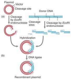 Polymerase chain reaction (PCR) Must know sequences flanking desired region No cloning procedures necessary