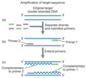 yield single-stranded DNA annealing of primers (oligonucleotides) to singlestranded DNA extension of primers