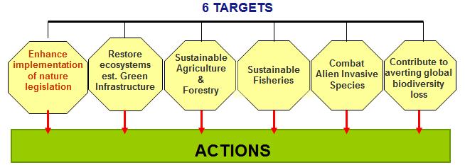 EU biodiversity strategy to 2020 «Our life insurance, our natural capital» A 2050 VISION European Union biodiversity and the ecosystem services it provides its natural capital are protected, valued
