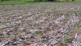 Cereal crop residues Potentially high availability with best nutrient management Stimulating productivity in degraded