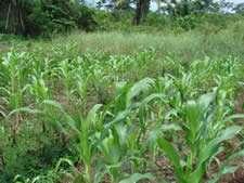 Agroforestry / cover crops Multiple benefits Long-term investment