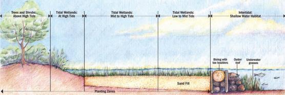 Protection from Tampa Bay Living Shoreline