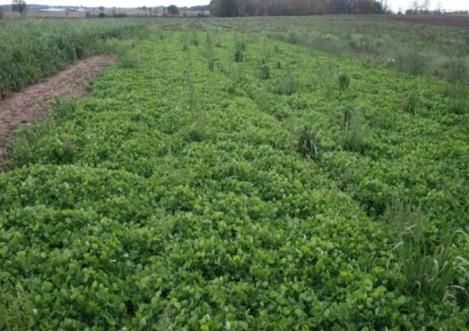 Selecting Cover Crops that Fit 1.