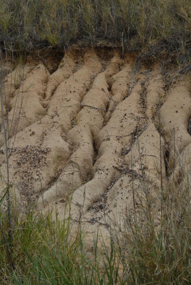 erosion in highly dispersive soils,