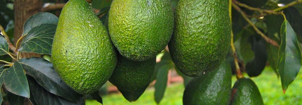 Australian avocados STRATEGIES Domestic marketing services that elevates value to consumers for Australian avocados while encouraging them to buy more avocados more often Establish strategic