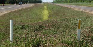 Large swale at MS industrial site Biofilters to drain site runoff (paved