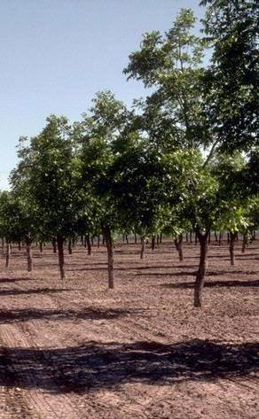 Scheduling Irrigation Based on Pecan Water Use