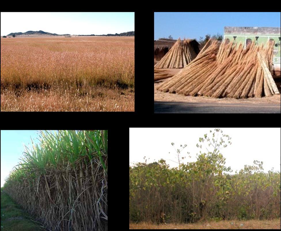 Examples of potential energy crops available for biofuels production in sub-saharan Africa: (A) Themeda triandra (red grass) in the Free State, South Africa, (B) red